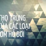 Tuổi thọ trung bình của các loại máy bơm hồ bơi